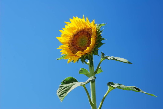 太陽花