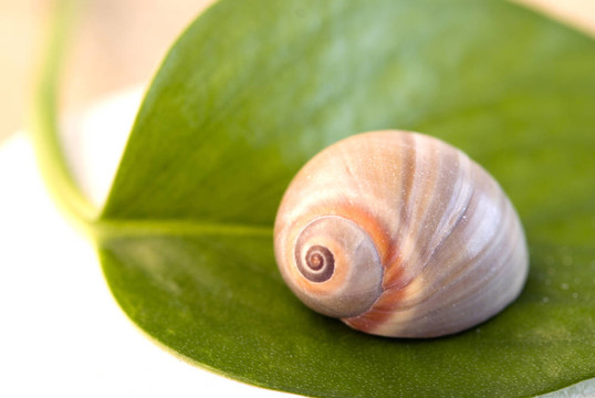 snailshell卵石