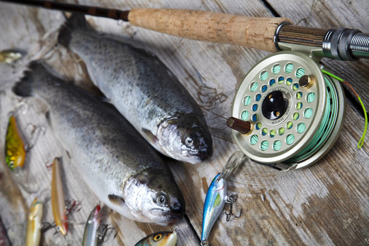 魚(yú)和捕魚(yú)
