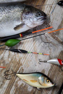 魚