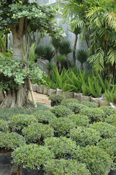 熱帶花園