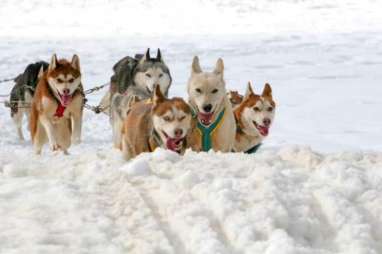 哈士奇雪橇犬