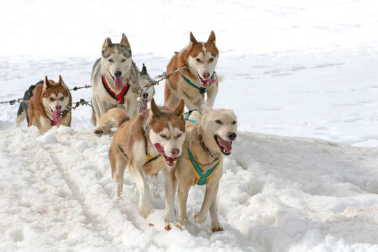 哈士奇雪橇犬
