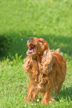 可卡犬