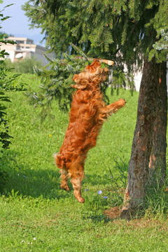 可卡犬
