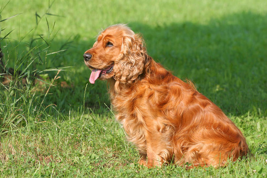 可卡犬