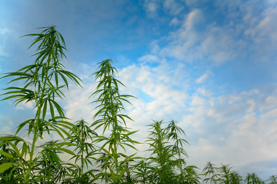 大麻對天空的射擊