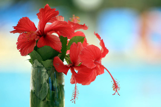 花玻璃