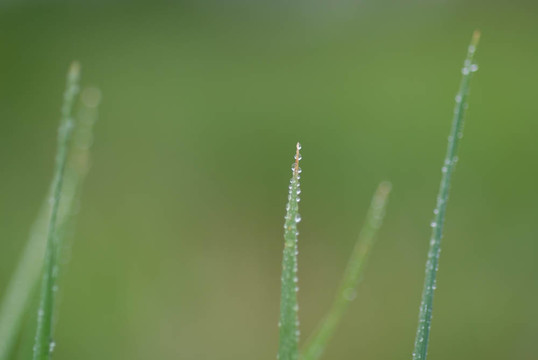 露水落在草地上