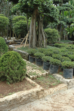 熱帶花園