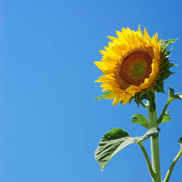 太陽花