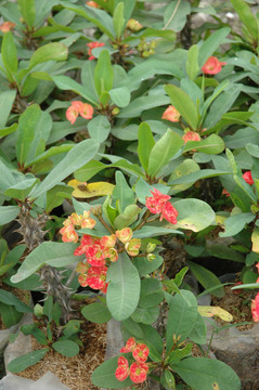 紅色的花