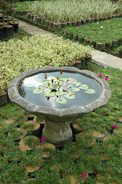 熱帶花園