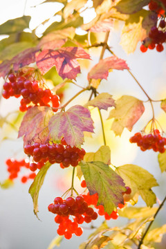 雪球樹(shù)或Guelder Rose