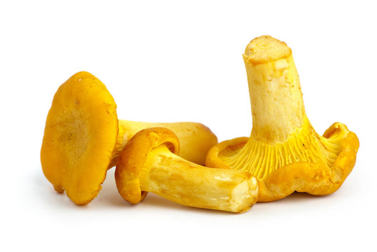 三雞油菌蘑菇