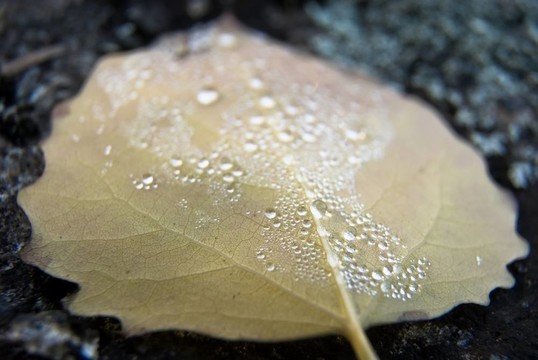 葉子上的珍珠