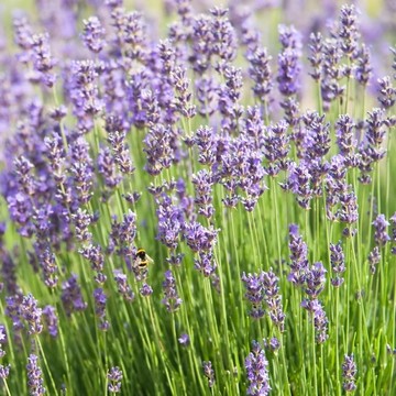 盛開(kāi)的薰衣草花
