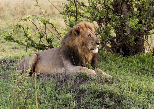 肯尼亞公獅