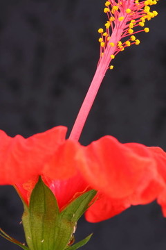 木槿