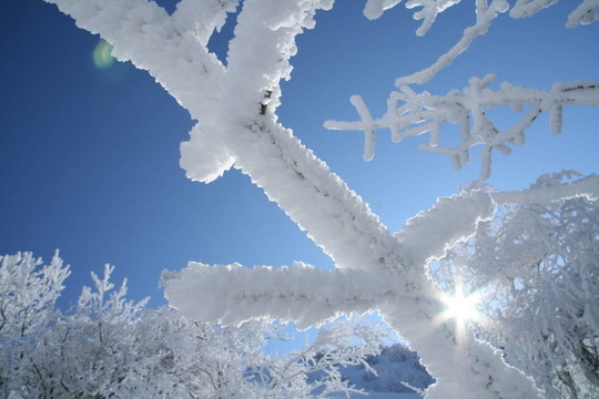 樅樹枝下的雪