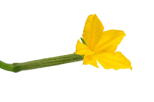 黃瓜開花