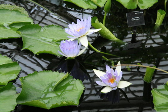 蓮花
