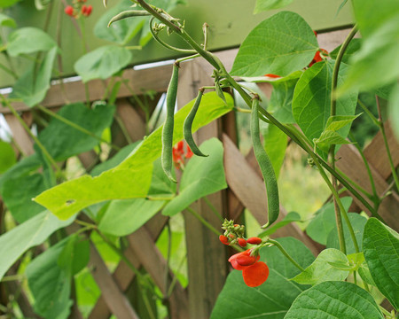紅花菜豆