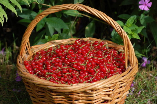 一個紅色的currant2籃
