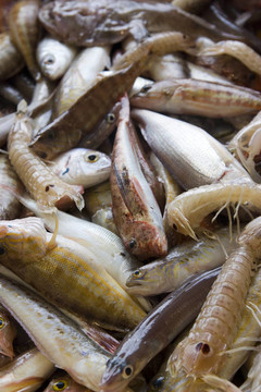 魚