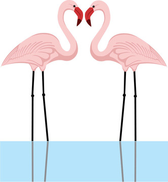 火烈鳥夫婦