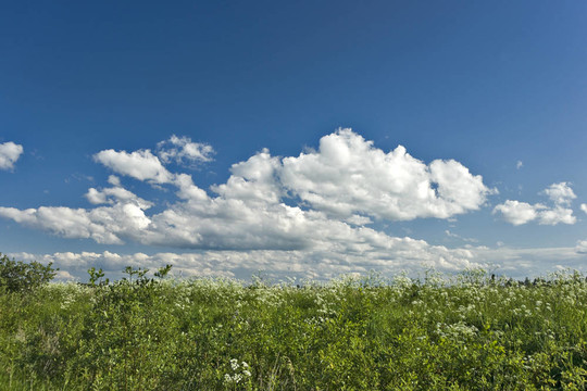 藍(lán)色的天空和野生花卉背景