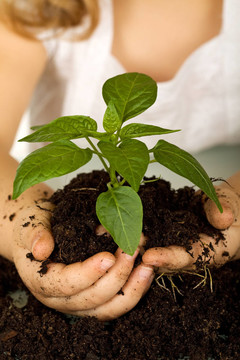孩子手中握著一個(gè)新的植物在土壤里