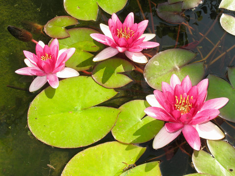 美麗盛開的紅睡蓮百合花與綠葉在池塘