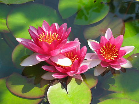 美麗盛開的紅睡蓮百合花與綠葉在池塘