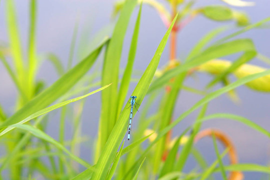 蜻蜓