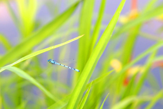 蜻蜓