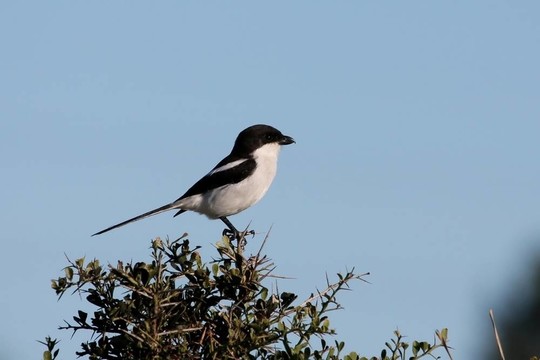 伯勞鳥(niǎo)