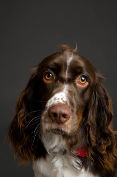 史賓格犬