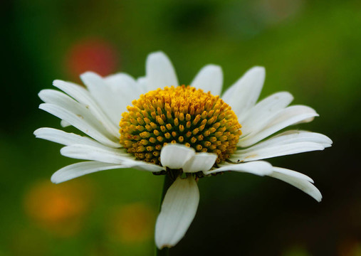 甘菊