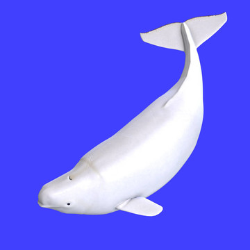雌性白鯨whitle