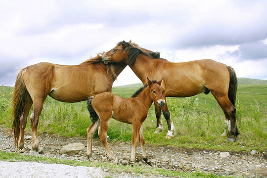 Horses的家人