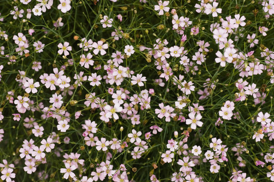 小小的粉紅色的花很多gypsophyla