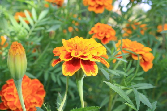 萬壽菊