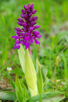 Dactylorhiza sambucina 02