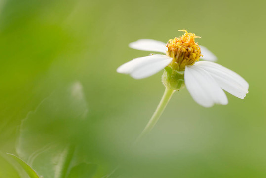 小花鬼針草