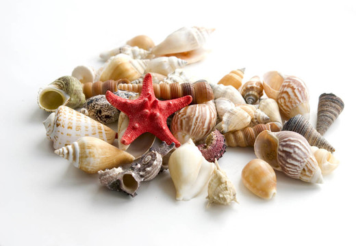 cockshells