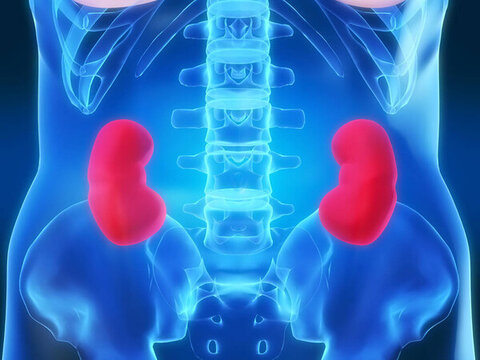 人的腎臟