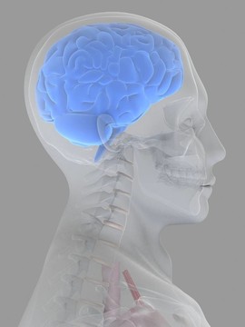 人類的大腦