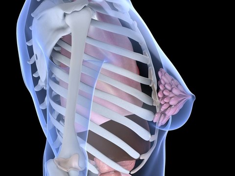 女性的乳房