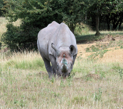 Rhinocerous 13
